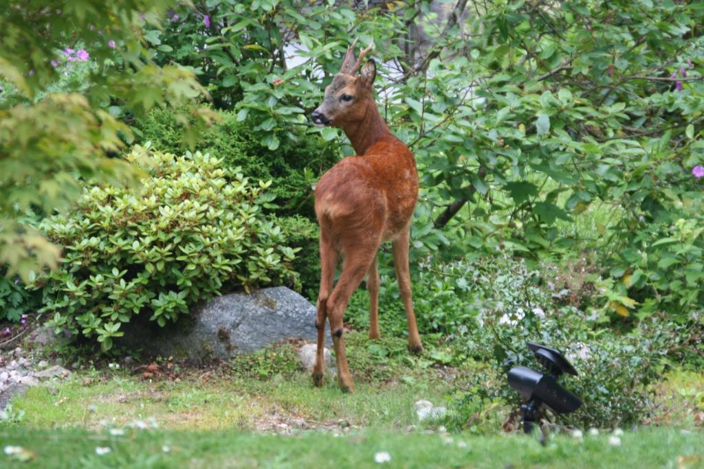 Torrdarach House Bed & Breakfast Pitlochry Esterno foto